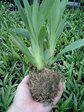 CADAPK37.jpg